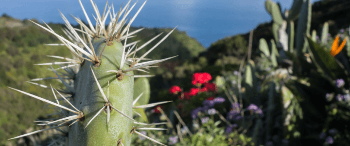 Traghetti Arrecife – S.C. de La Palma