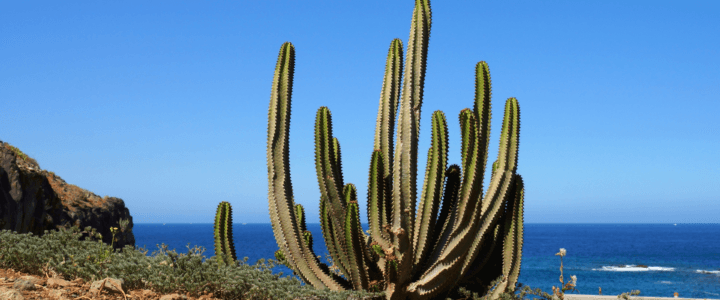 Traghetti Arrecife – S.C. de Tenerife